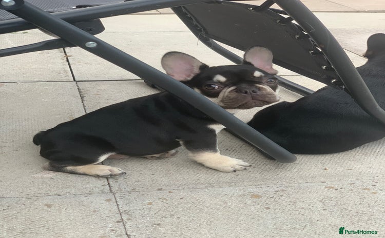 French Bulldog dogs in Oldbury - Advert 1