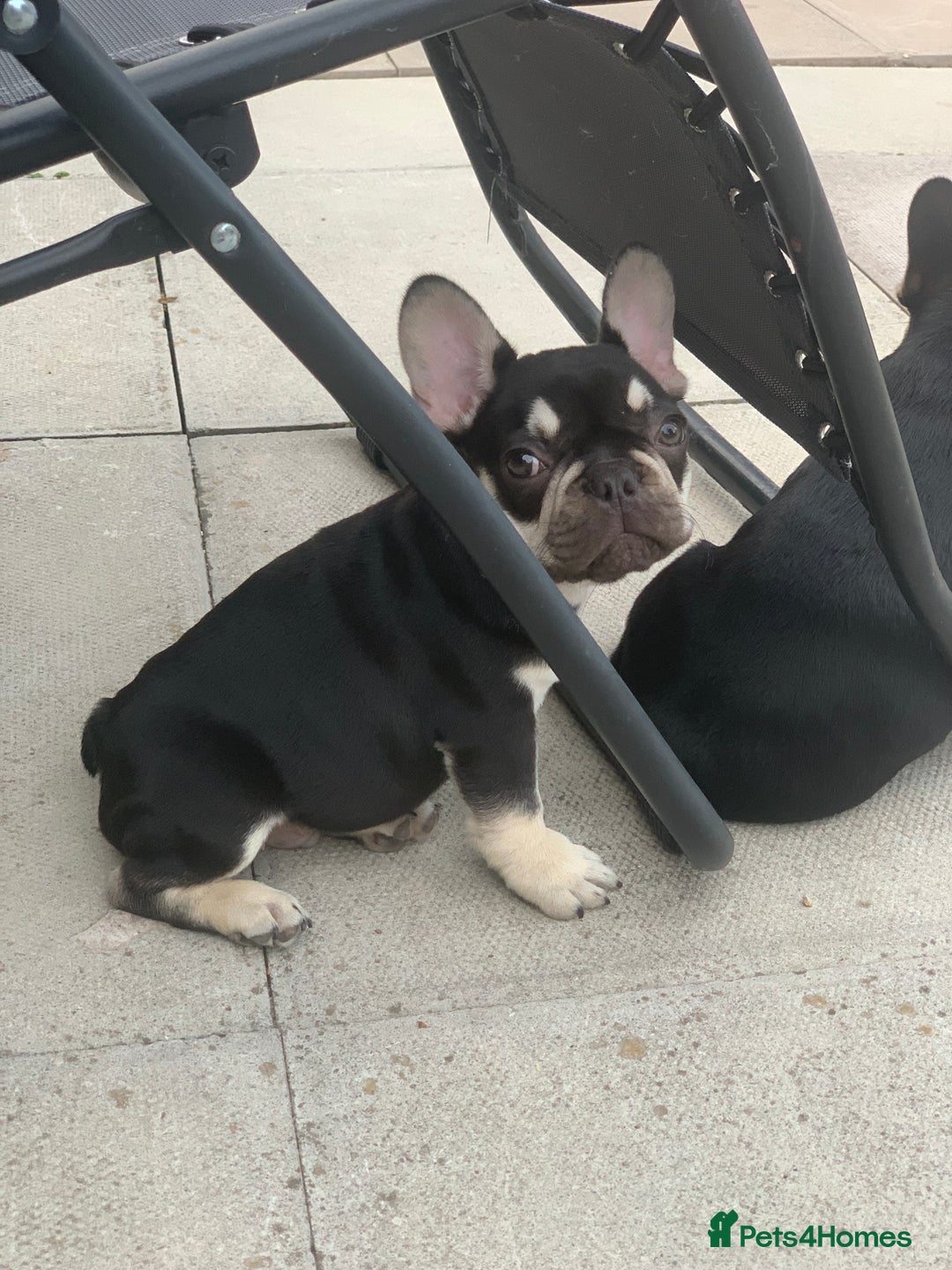 French Bulldog dogs for sale: 2 beautiful french bulldog puppies available  in Oldbury - Image 2