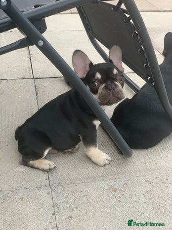 French Bulldog dogs in Oldbury - Advert 18