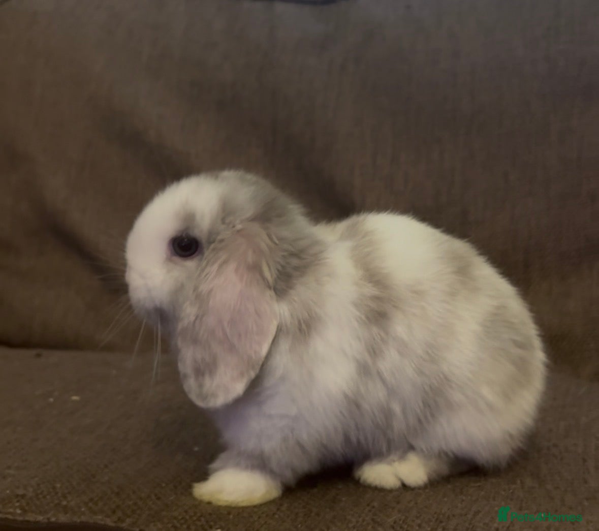 Mini Lop rabbits 2 Beautiful mini lops ready 15th April  - Advert 18