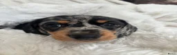 Miniature Dachshund dogs for sale: Miniature Dacshund’s  - Advert 19