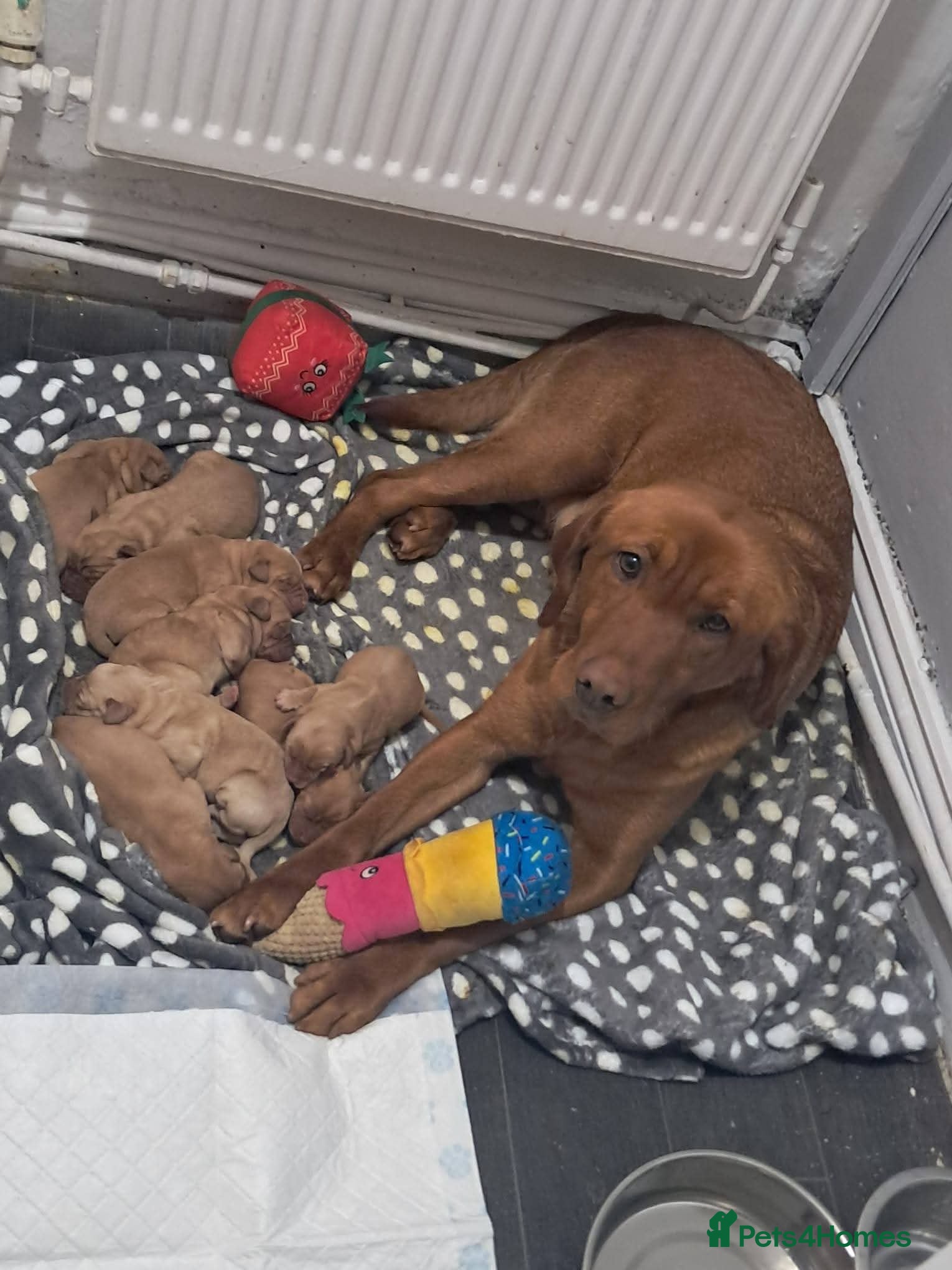 Labrador Retriever dogs Labrador puppies  - Advert 1