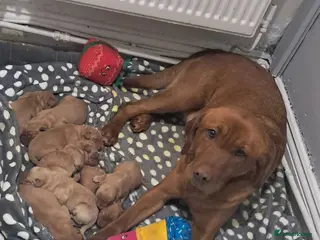 Labrador Retriever dogs Labrador puppies - Advert 1