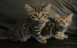 Mixed Breed cats for sale: Beautiful full marble/stripy kittens - Image 1