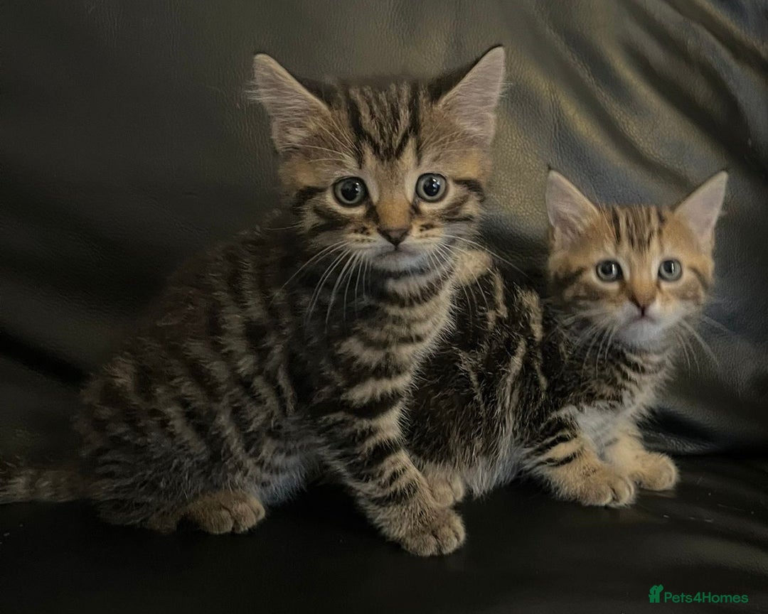 Mixed Breed cats for sale: Beautiful full marble/stripy kittens - Image 1