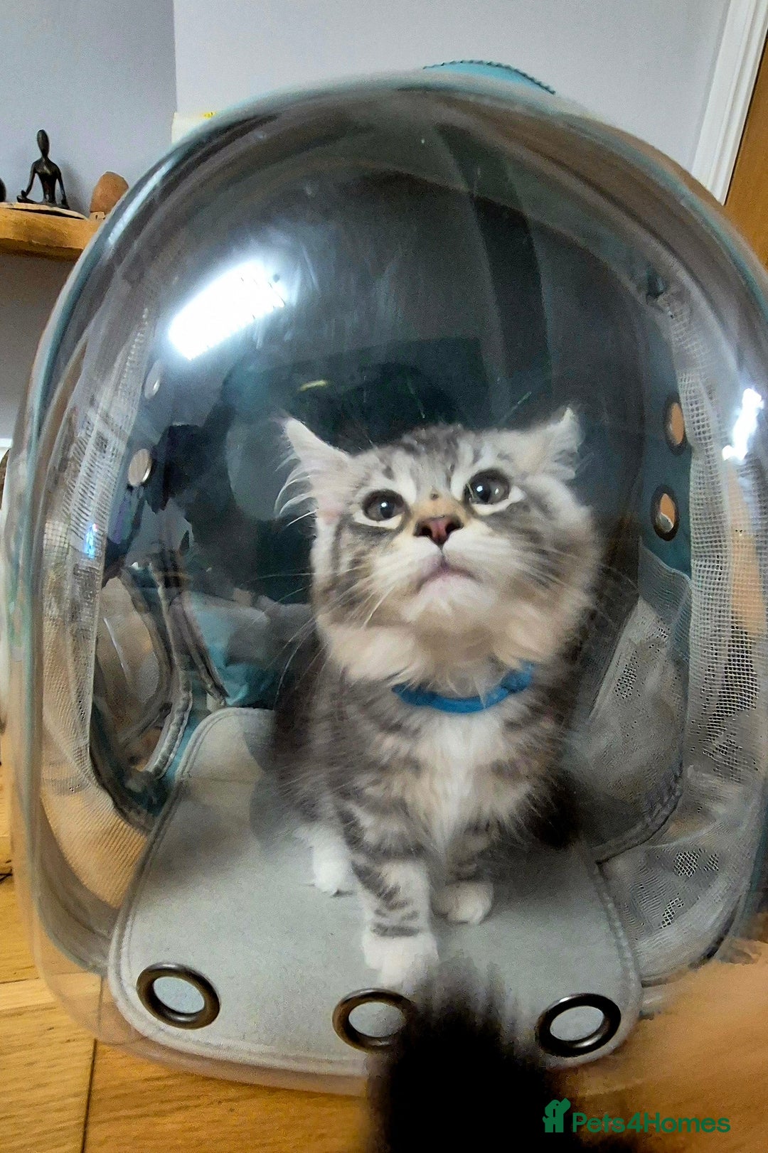 Maine Coon cats for sale: GCCF Pedigree Maine Coon Shaded Kittens - Advert 9