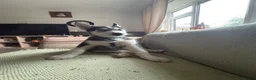 Siberian Husky dogs for sale: Adorable Siberian huskies (Artic Dreams) - Advert 14