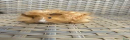 Guinea Pig rodents for sale: 3 Handsome long haired male guinea pigs. - Advert 7