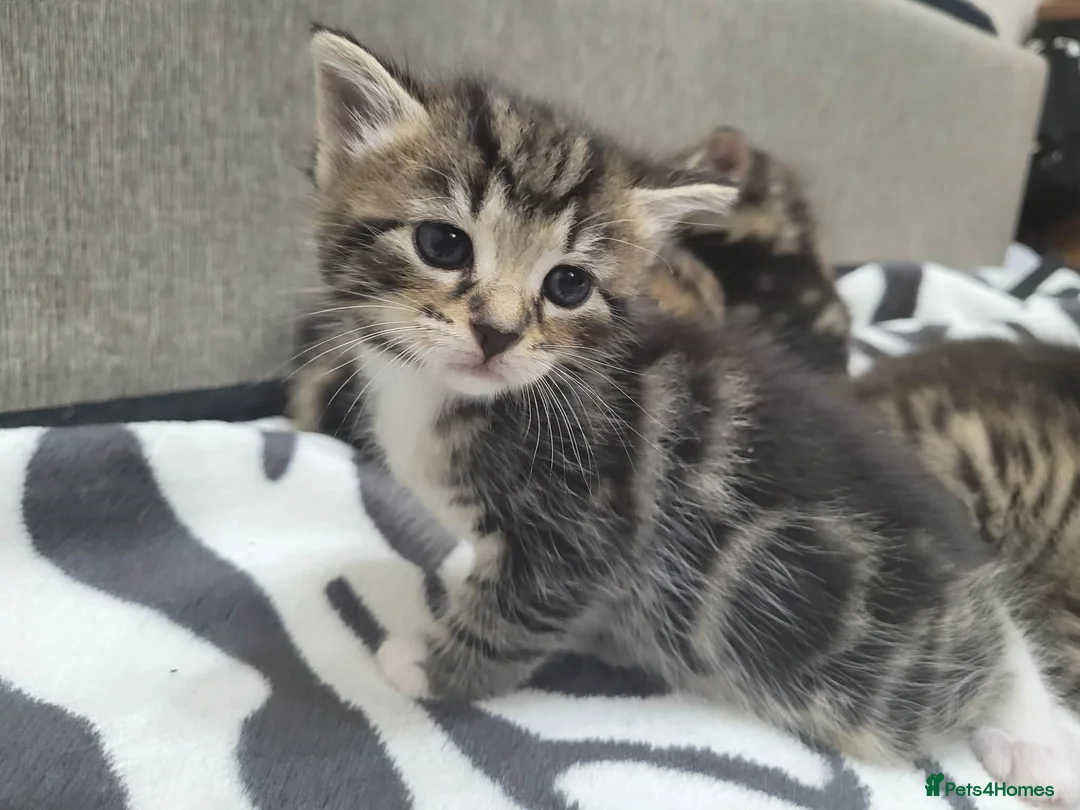 Mixed Breed cats for sale: Adorable Tabby Kittens Looking for Forever Homes - Advert 2