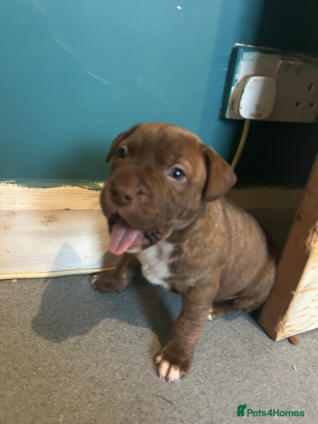 Staffordshire Bull Terrier dogs for sale: American staff puppies  - Advert 7