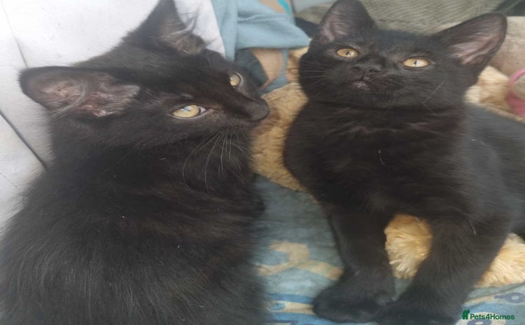 Mixed Breed cats - Advert 13