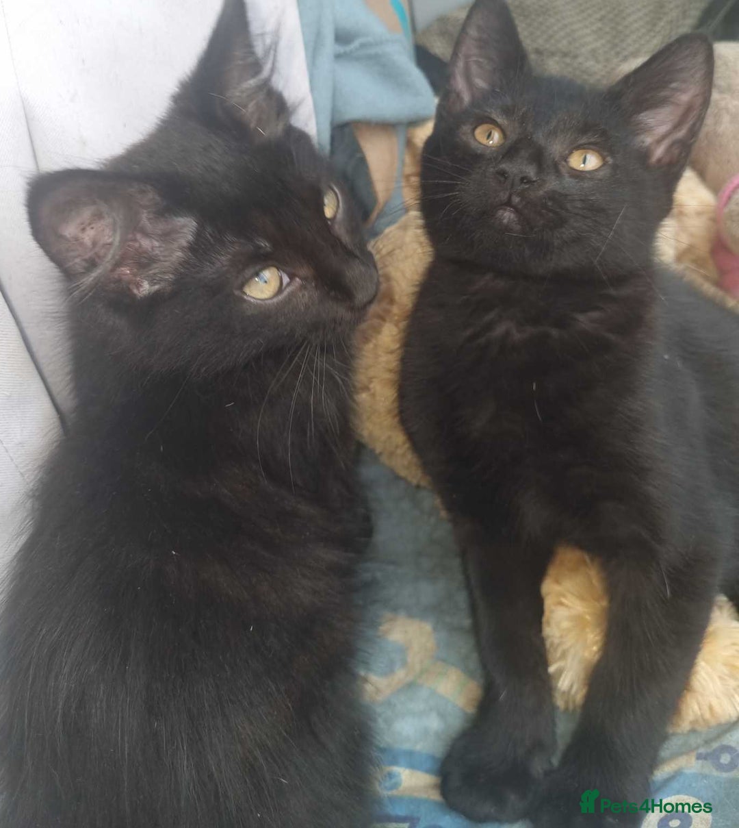 Black male Kittens for sale Pets4Homes