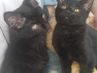 Mixed Breed cats - Advert 28