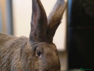 Continental Giant rabbits Giant Continental Buck - Advert 15