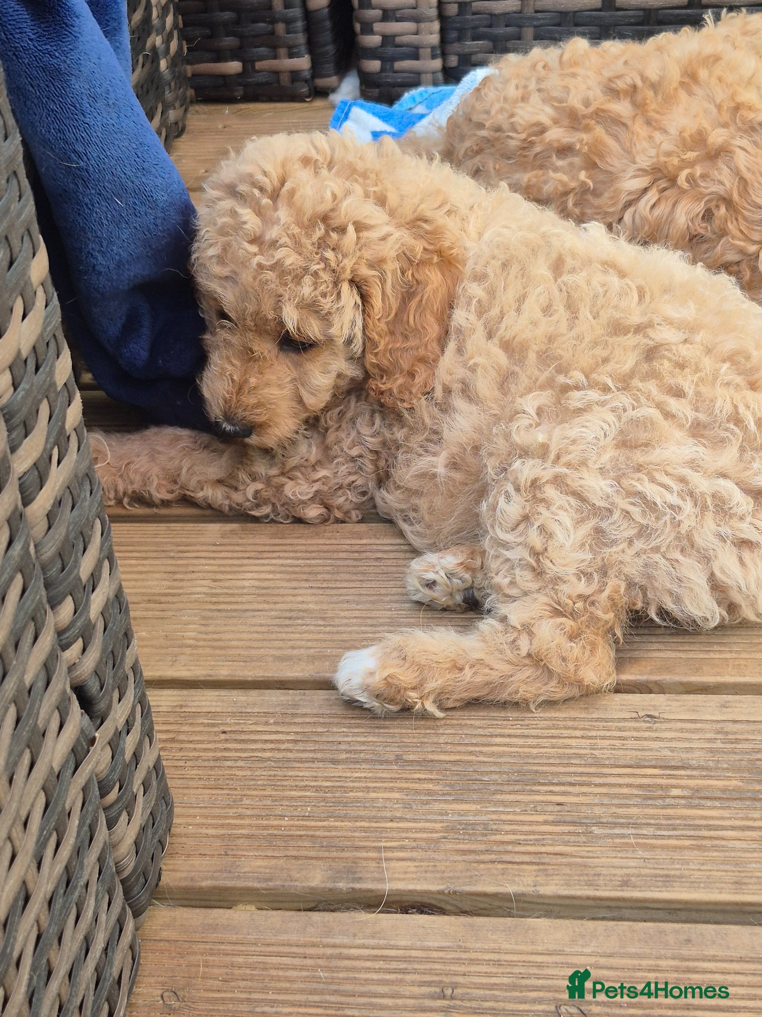 Double Doodle dogs Double doodle puppies READY NOW - Advert 1