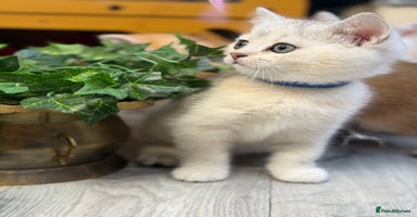 British Shorthair cats - Advert 4