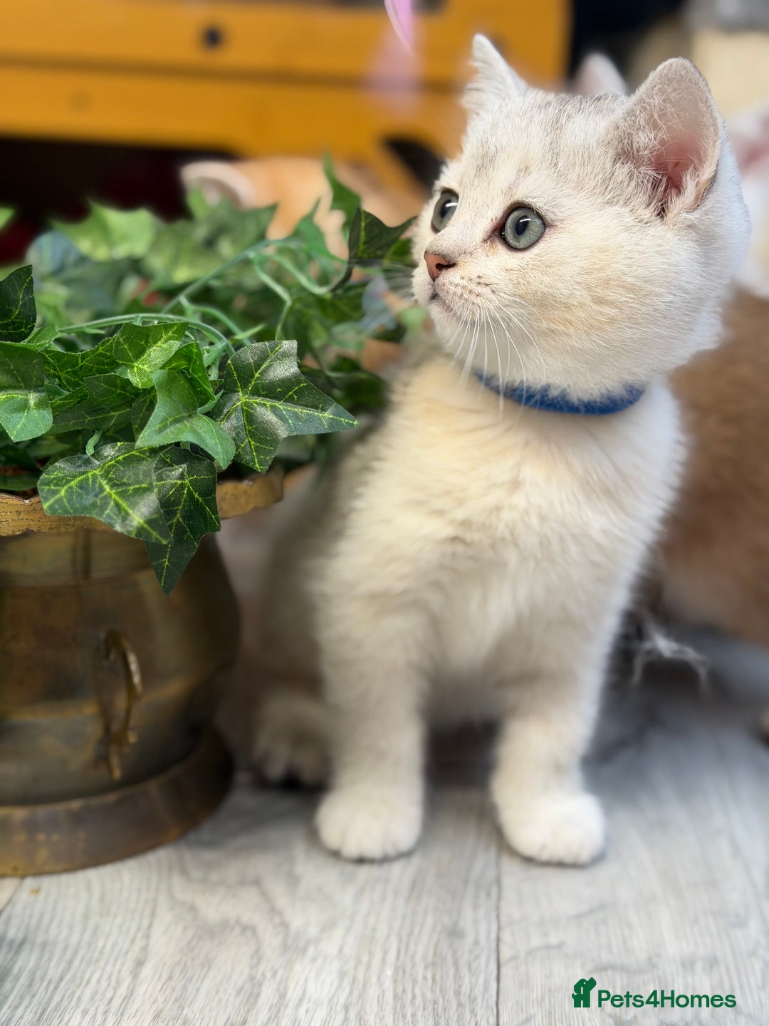 British Shorthair cats for sale: British shorthair kittens  silver/ golden TICA - Image 2