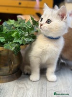 British Shorthair cats - Advert 4