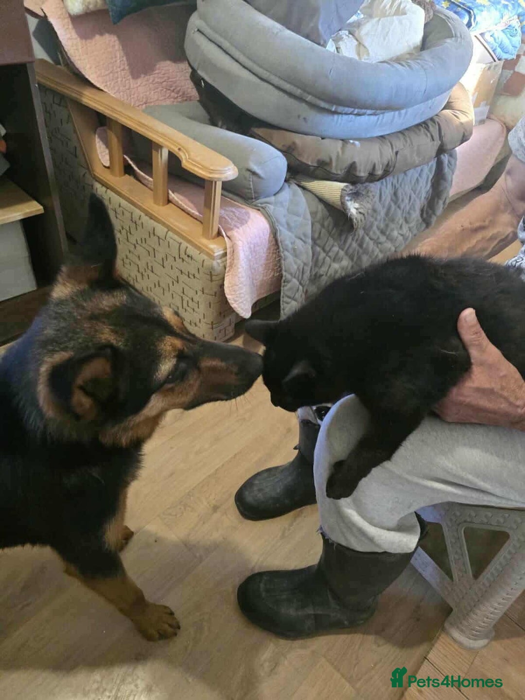 German Shepherd dogs for adoption: RICO  - Image 15