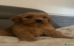Cockapoo dogs for sale: 5 beautiful F1 cockerpoos  - Image 30