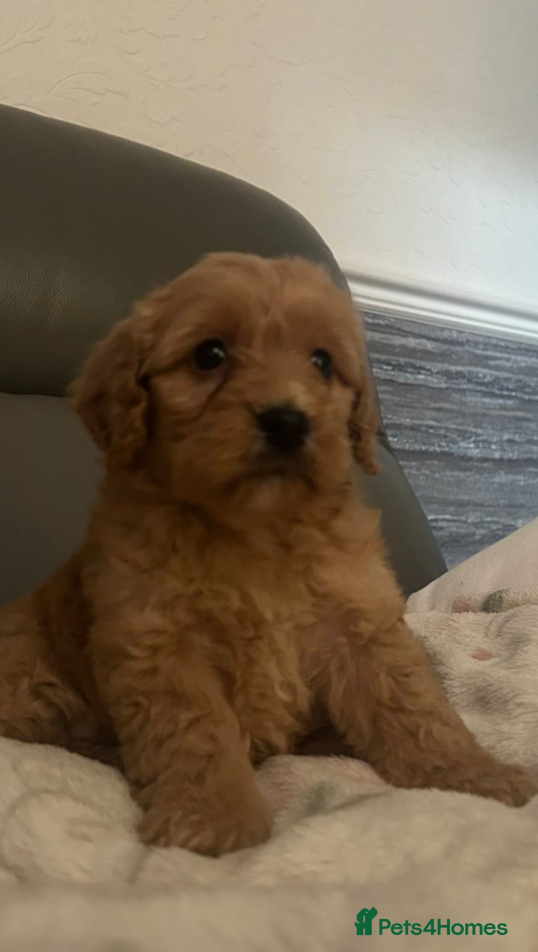 Cockapoo dogs for sale: 5 beautiful F1 cockerpoos  - Image 30