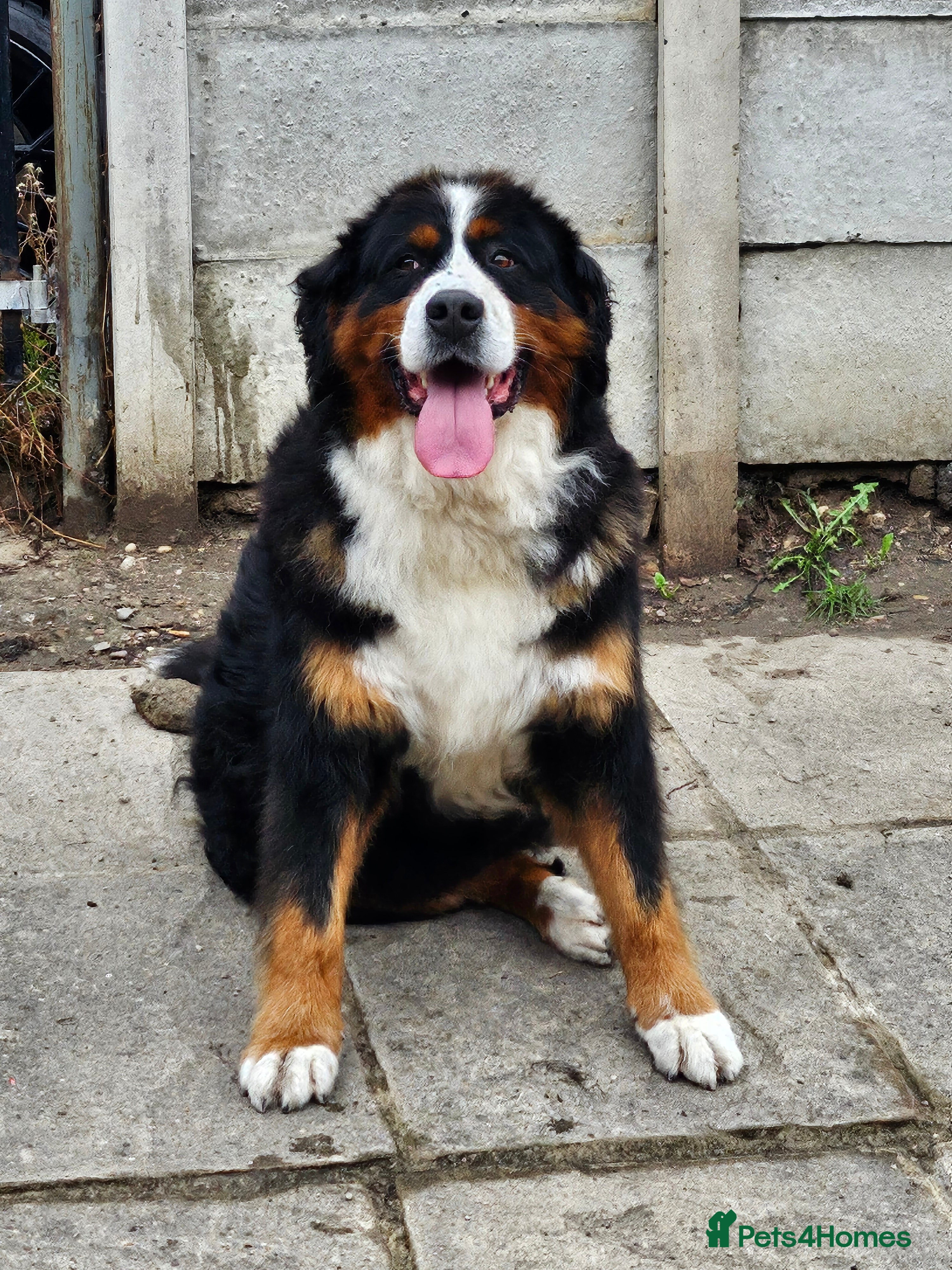 Bernese Mountain Dog dogs Bernese mountain dogs - Advert 2