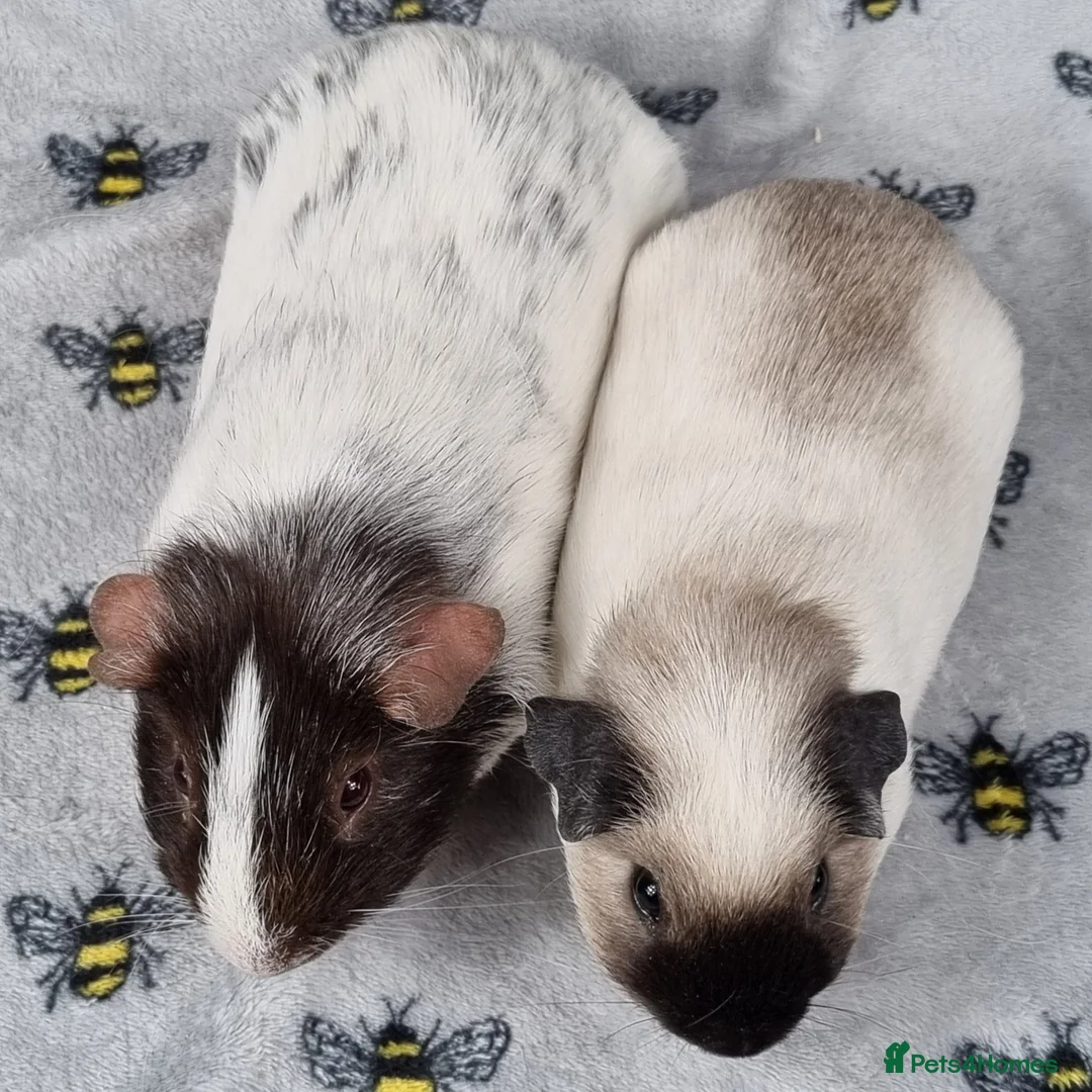 Guinea Pig rodents for sale: Bonded Male Guinea Pigs - Reggie and Charlie in Llangefni - Advert 2