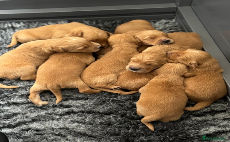 Golden Retriever dogs - Advert 2