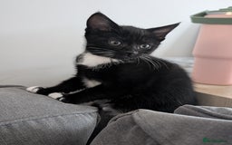 Domestic Shorthair cats for sale: Gorgeous black girl kitten - Image 1