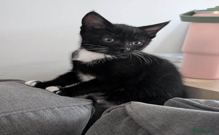 Domestic Shorthair cats - Advert 1