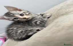 Mixed Breed cats for sale: 4 stunning kittens left  - Image 10
