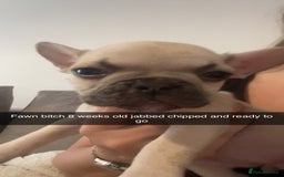 French Bulldog dogs for sale: Beautiful frenchies pups - Image 2
