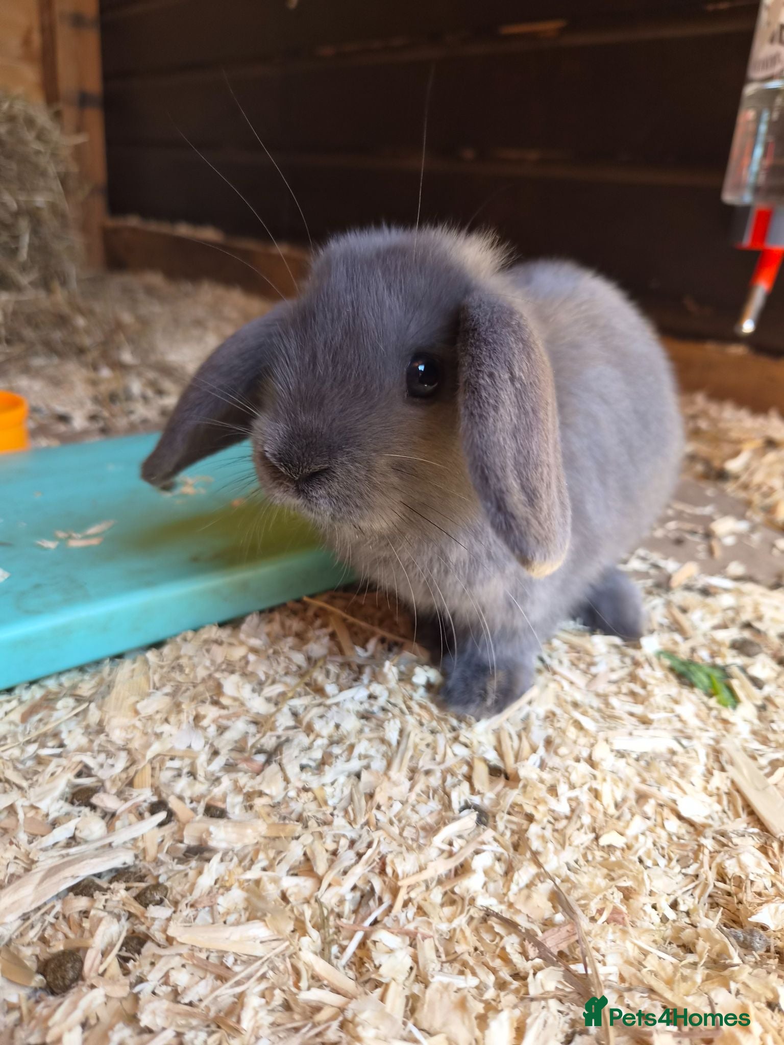 Mini Lop rabbits Gorgeous Pure Bred Mini Lops - 3 Remaining - Advert 2