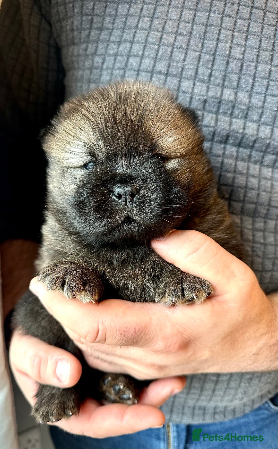 Chow Chow dogs for sale: Stunning KC registered Chow Chow puppies  - Advert 8