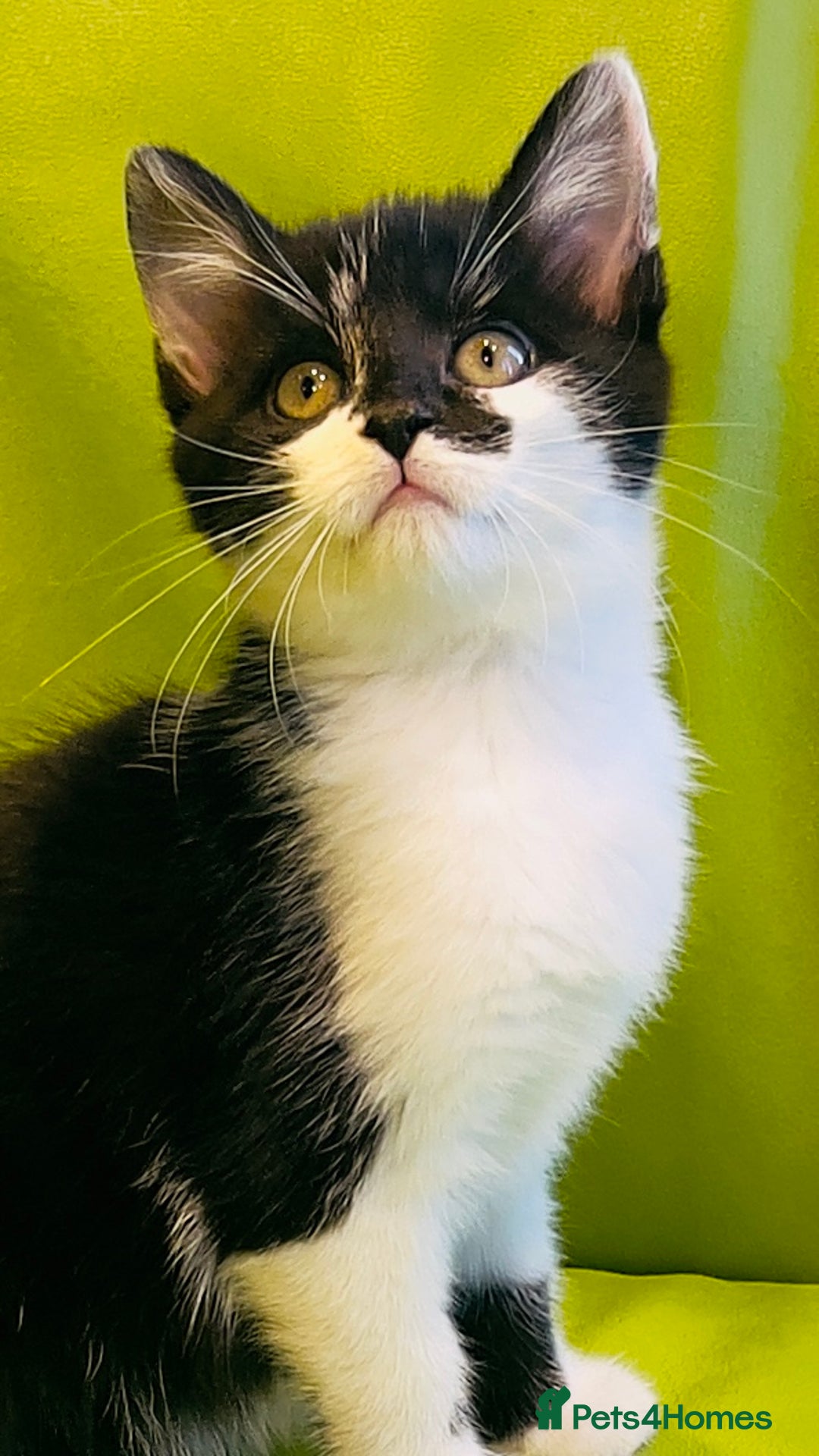 Mixed Breed cats for sale: Wonderful ,healthy clever village Kittens for sale - Advert 20