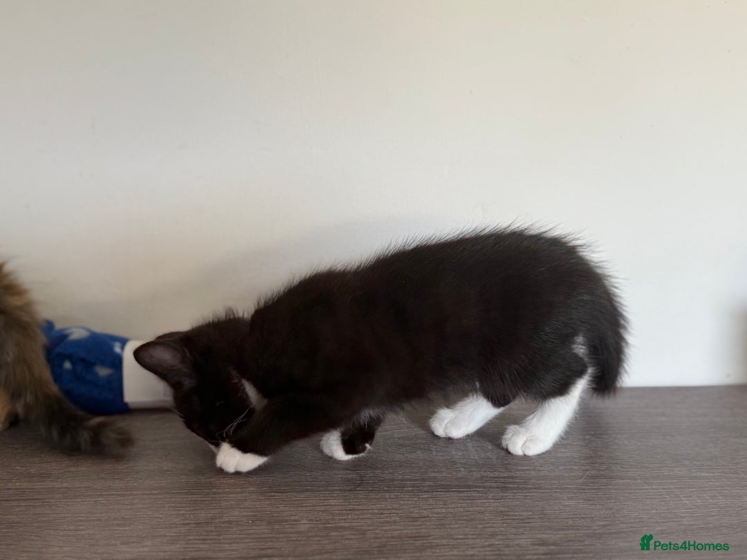 Mixed Breed cats for sale: 2 GORGEOUS KITTENS AVAILABLE NOW!  - Image 5