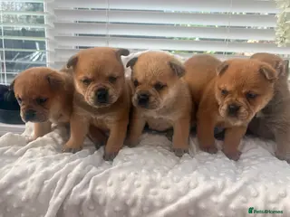 Mixed Breed dogs ** BEAR COAT FRENCHIES ** - Advert 1