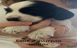 Sprocker dogs for sale: Sprocker puppies  - Image 16
