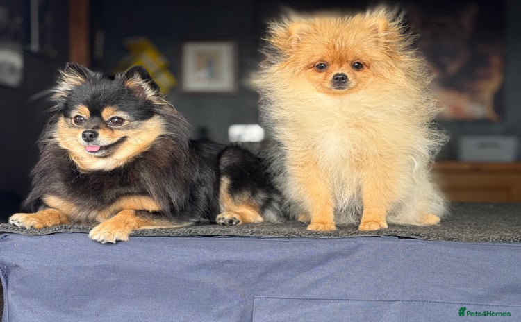 Pomeranian dogs - Advert 11