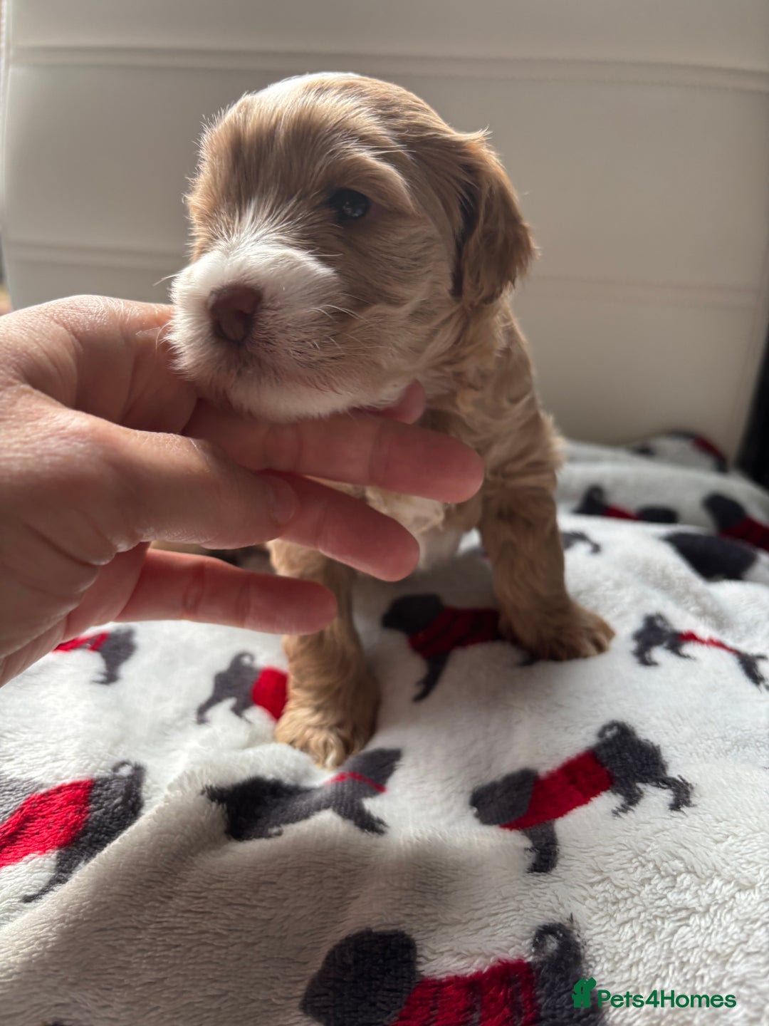 Cockapoo dogs for sale: Adorable F2 Cockapoo Puppies - First Litter  - Advert 18