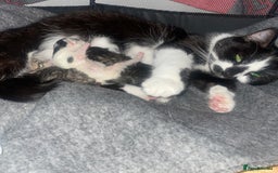 Domestic Shorthair cats for sale: ** LAST GIRL LEFT ** - Image 4