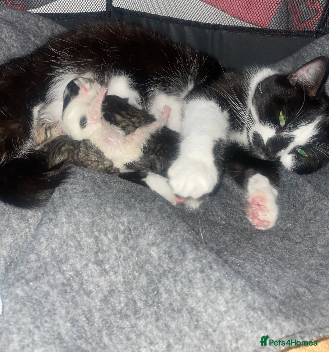 Domestic Shorthair cats for sale: ** LAST GIRL LEFT ** - Image 4