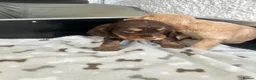 Cocker Spaniel dogs for sale: Stunning litter 7 show type puppies for sale in Aylesford - Advert 25