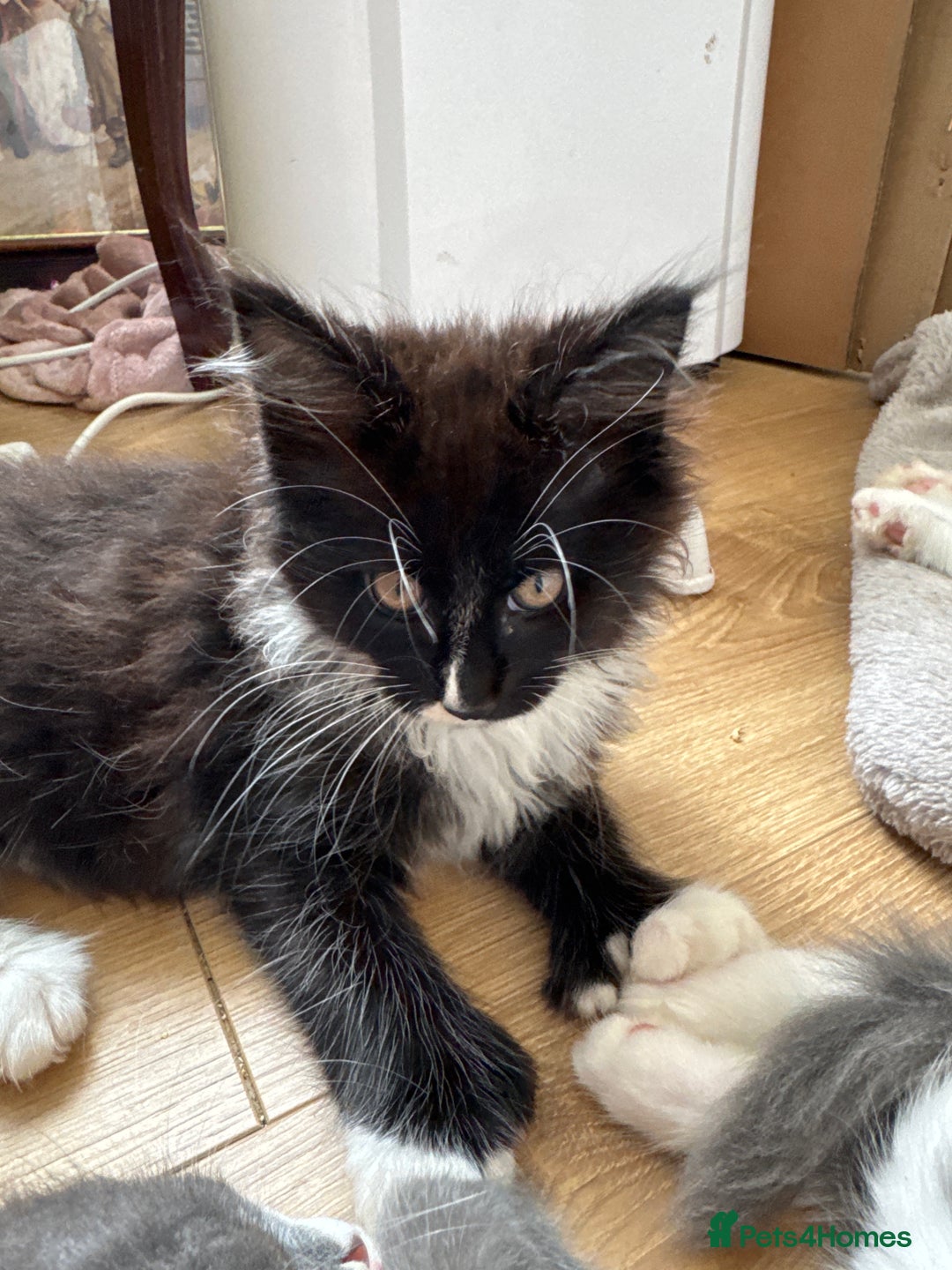 Maine Coon cats for sale: TICA registered large MaineCoon polydactyl kittens - Image 16