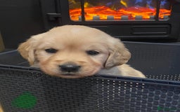 Golden Retriever dogs for sale: Beautiful KC reg Fluffy Golden Retriever Puppies - Image 12