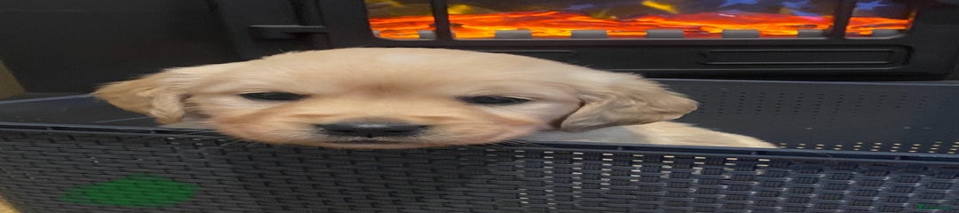 Golden Retriever Puppy 7