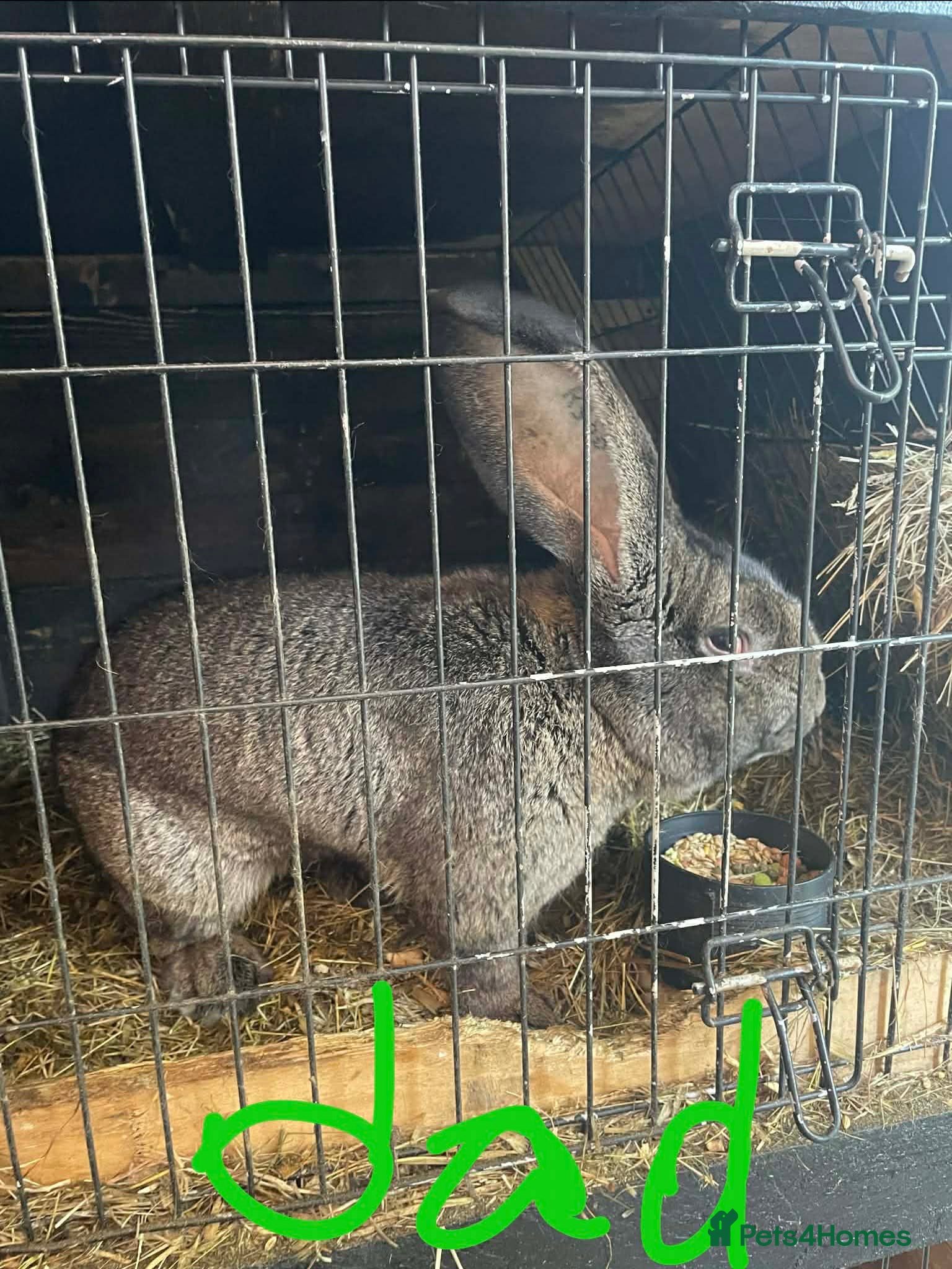 Continental Giant rabbits German Continental Giants Rabbits  - Advert 1