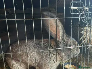 Continental Giant rabbits German Continental Giants Rabbits - Advert 1