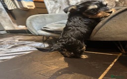 Yorkshire Terrier dogs for sale: Pedigree Yorkshire Terrier boy for sale - Image 5