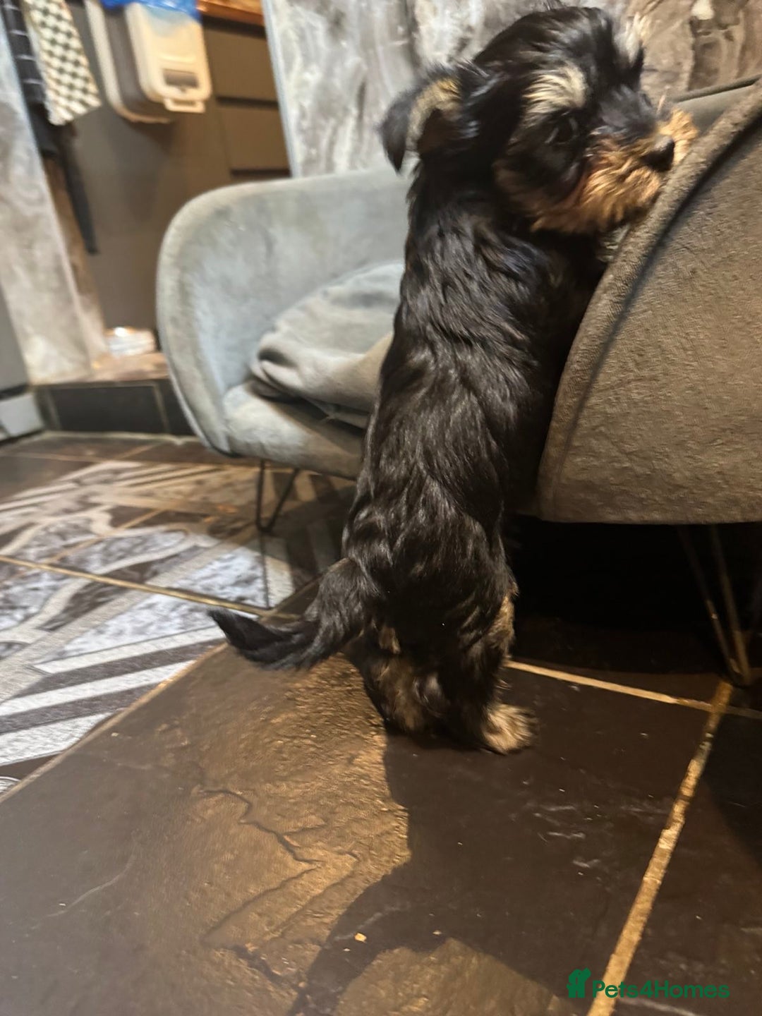 Yorkshire Terrier dogs for sale: Pedigree Yorkshire Terrier boy for sale - Image 5